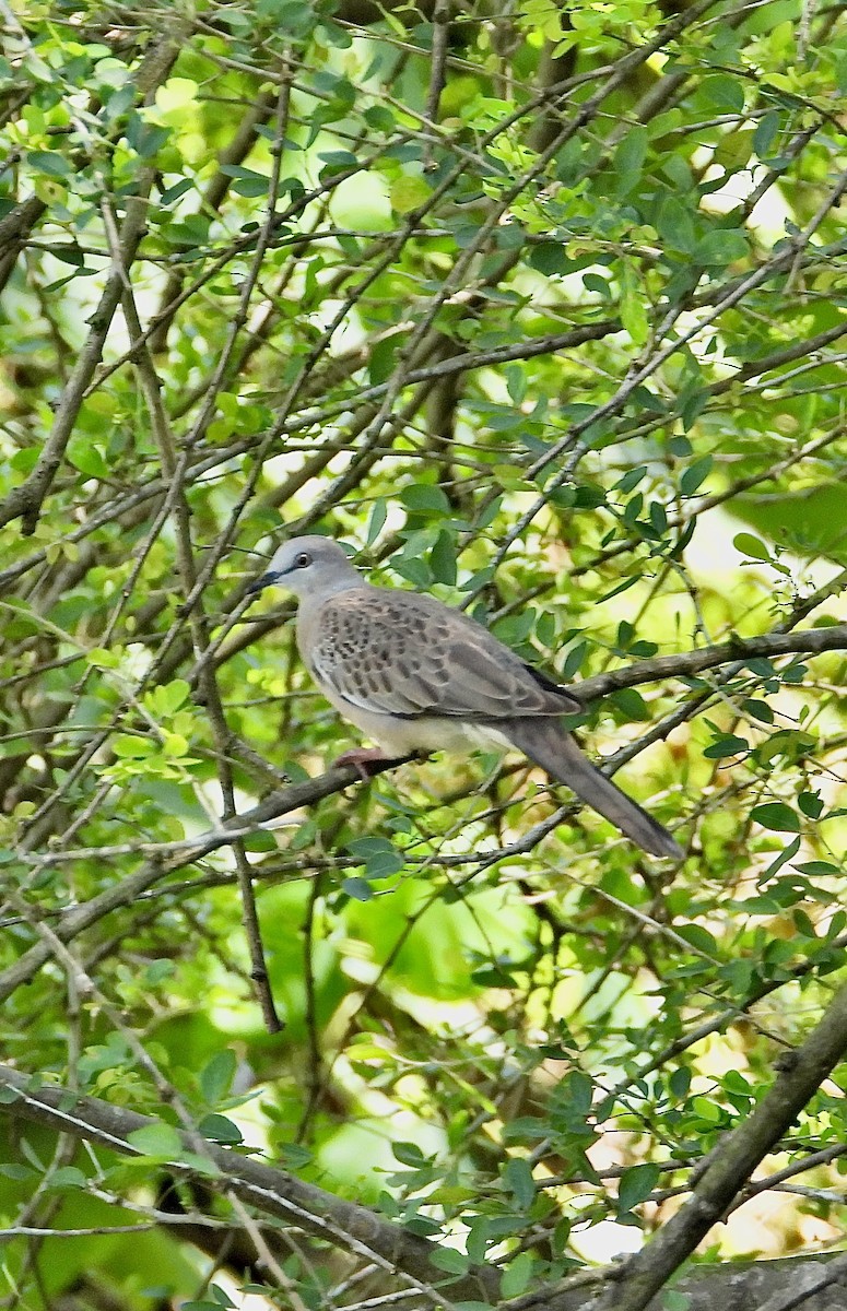 Spotted Dove - ML619556401