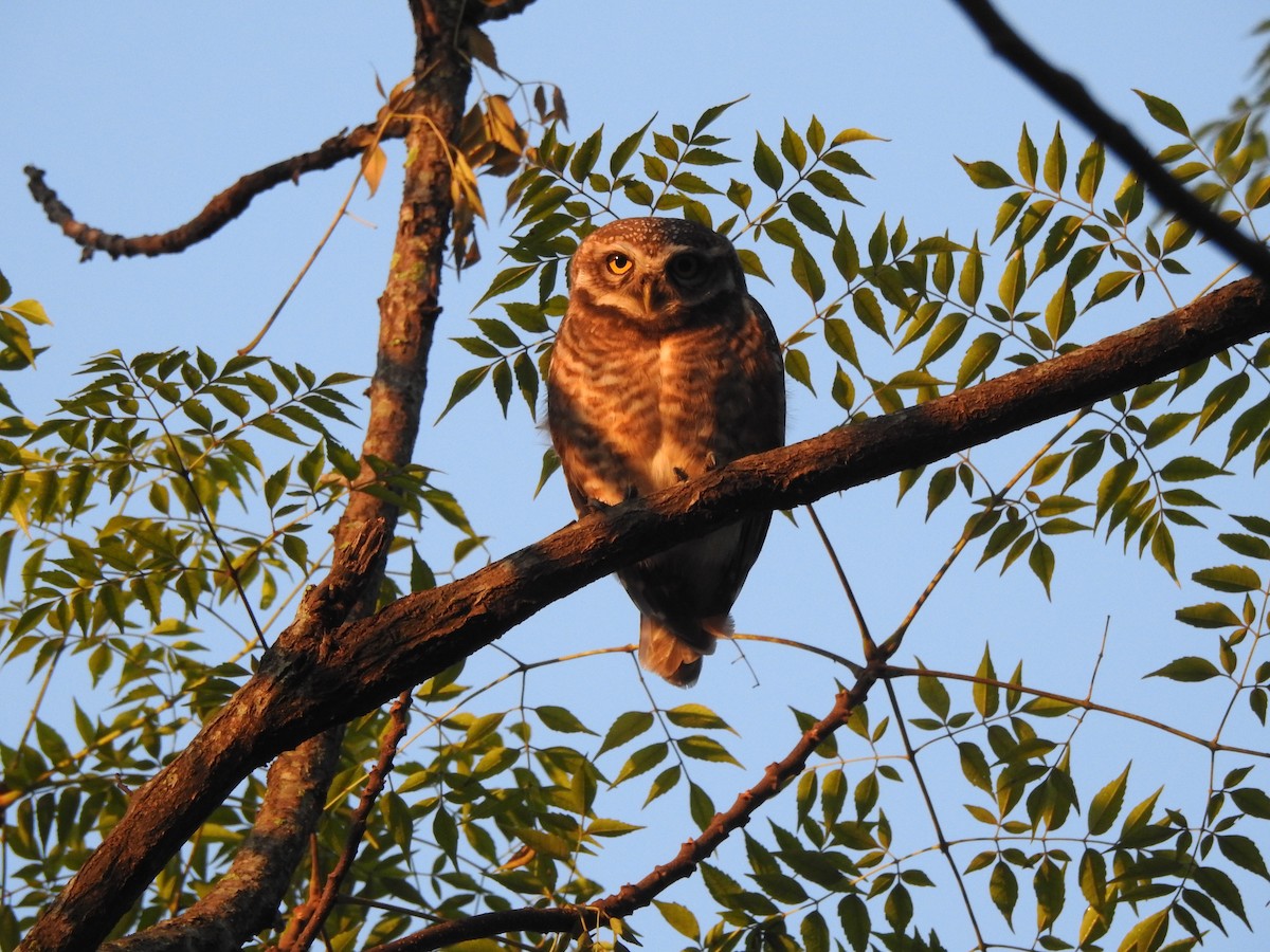 Spotted Owlet - ML619556494