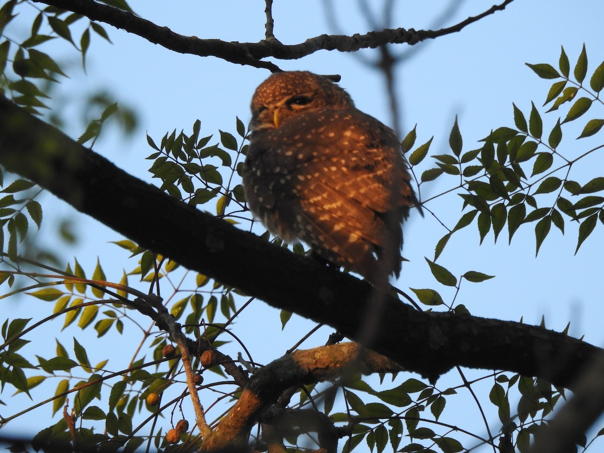 Spotted Owlet - ML619556495