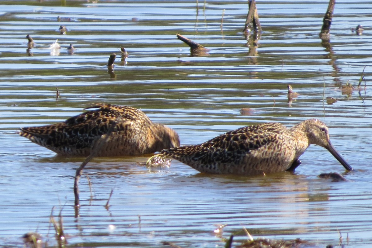 Long-billed Dowitcher - ML619556500