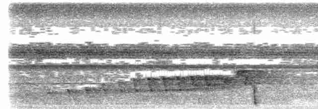 Buff-collared Nightjar - ML619556514