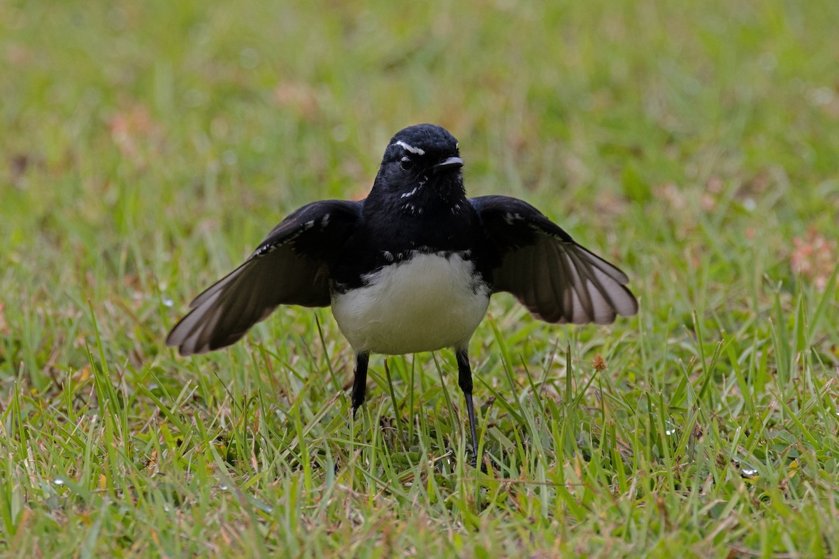 Willie-wagtail - ML619556517