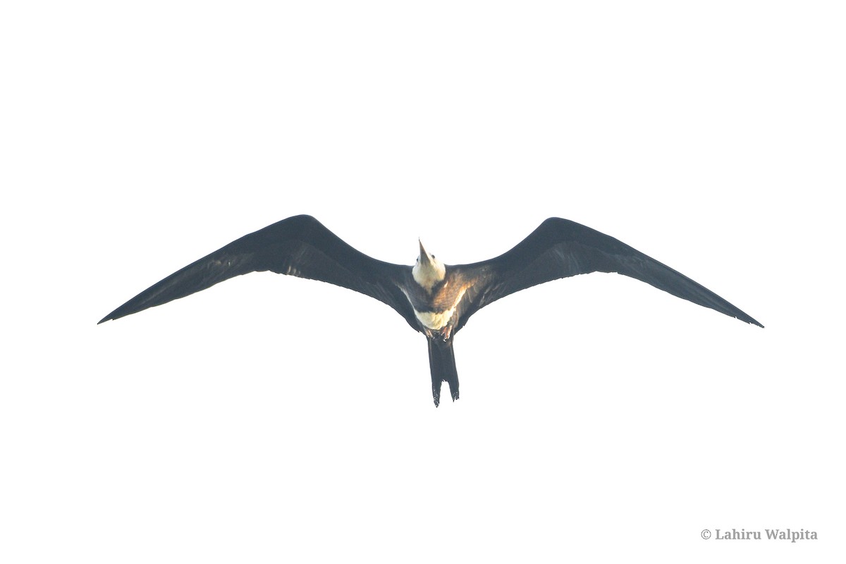 Lesser Frigatebird - ML619556521