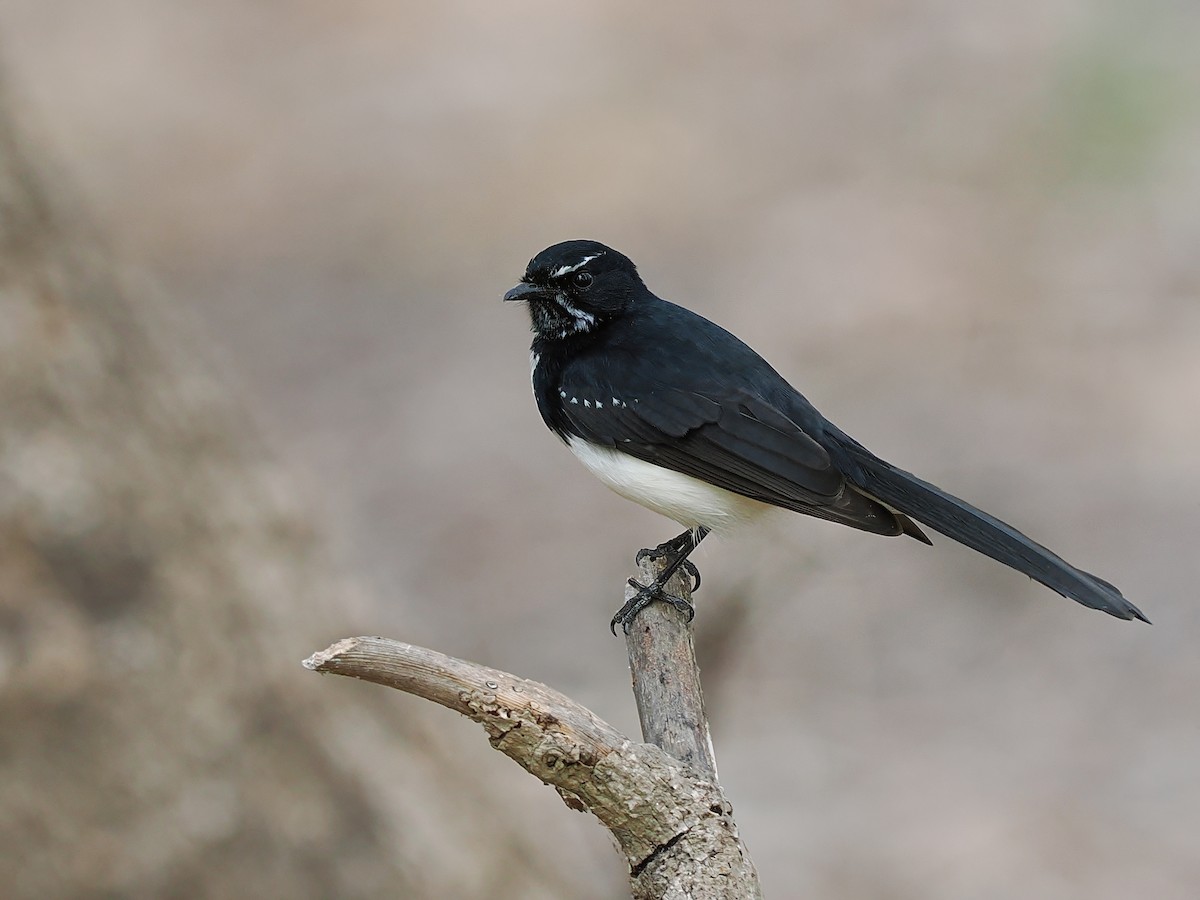 Willie-wagtail - ML619556535