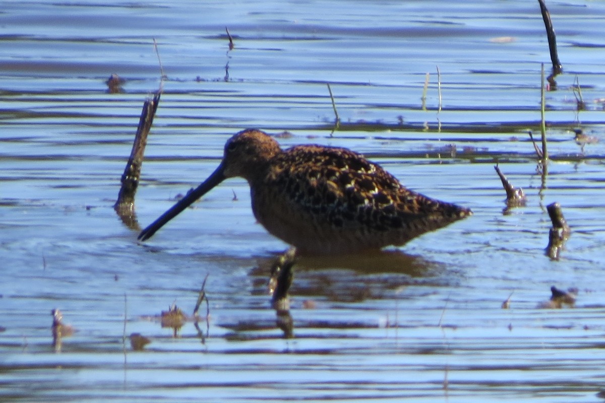 Long-billed Dowitcher - ML619556547