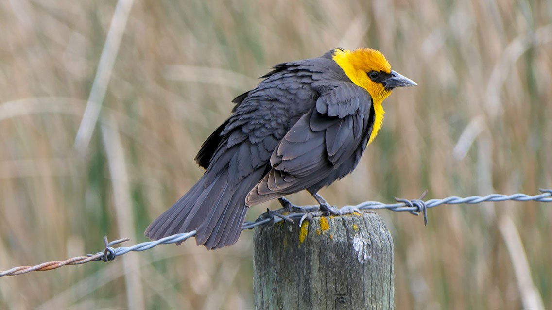 Yellow-headed Blackbird - ML619556625