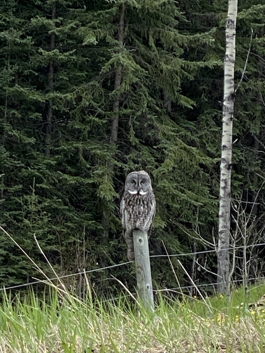 Great Gray Owl - ML619556638