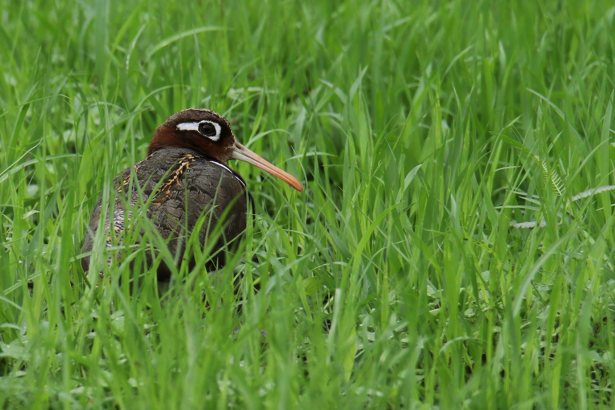 Greater Painted-Snipe - ML619556666