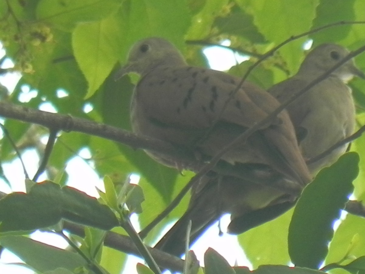 Plain-breasted Ground Dove - ML619556707