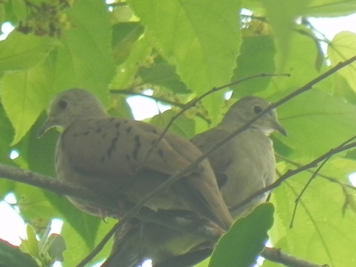 Plain-breasted Ground Dove - ML619556709