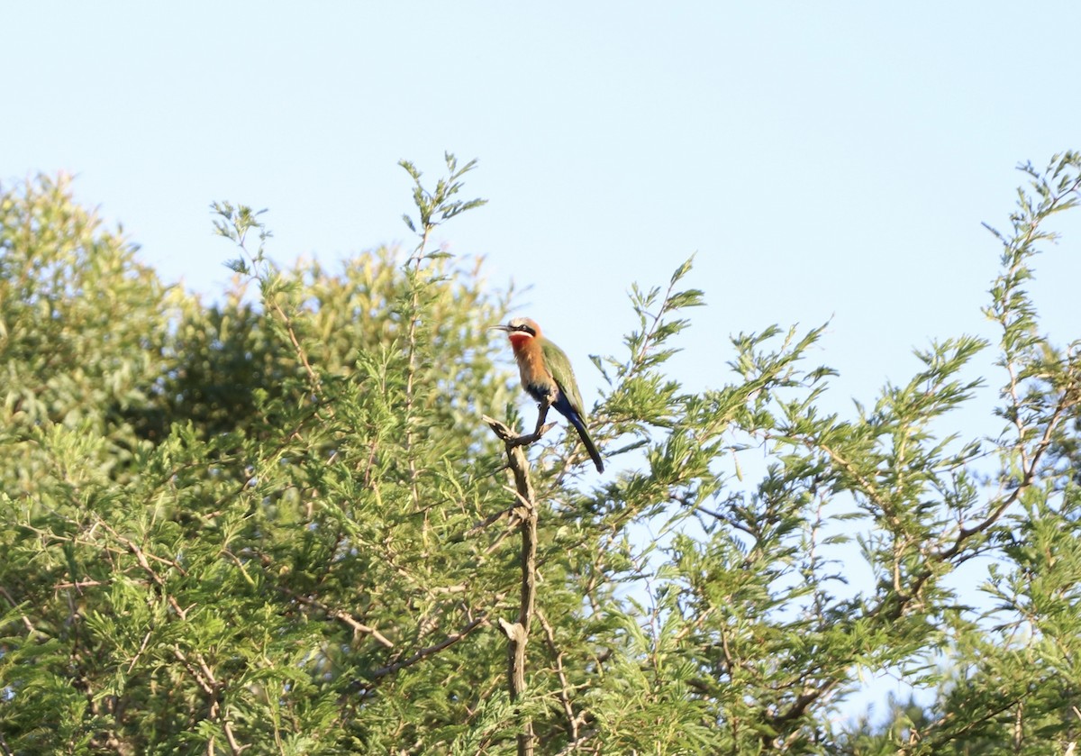 White-fronted Bee-eater - ML619556720