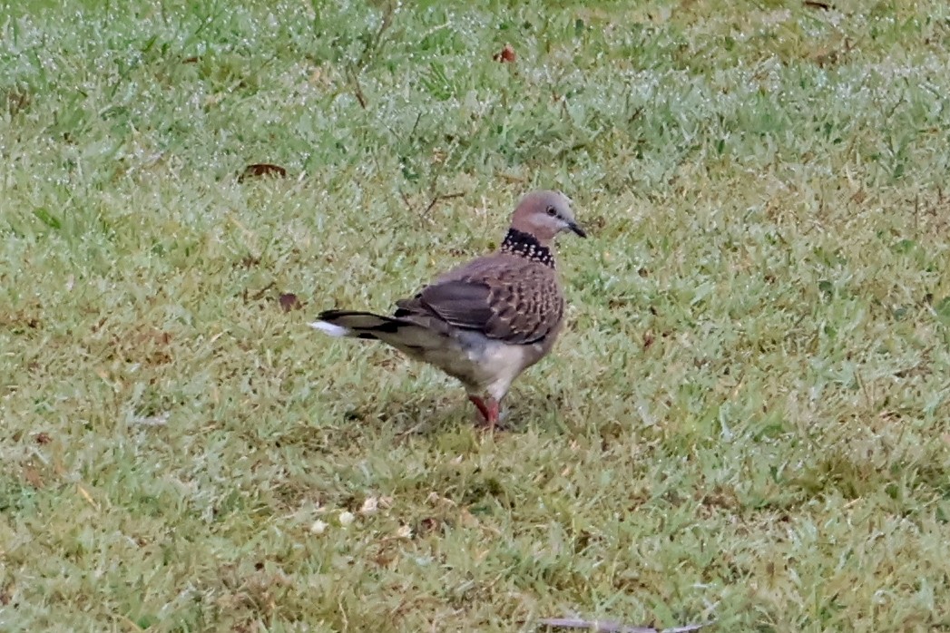Spotted Dove - ML619556737
