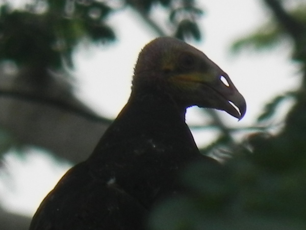 Lesser Yellow-headed Vulture - ML619556741