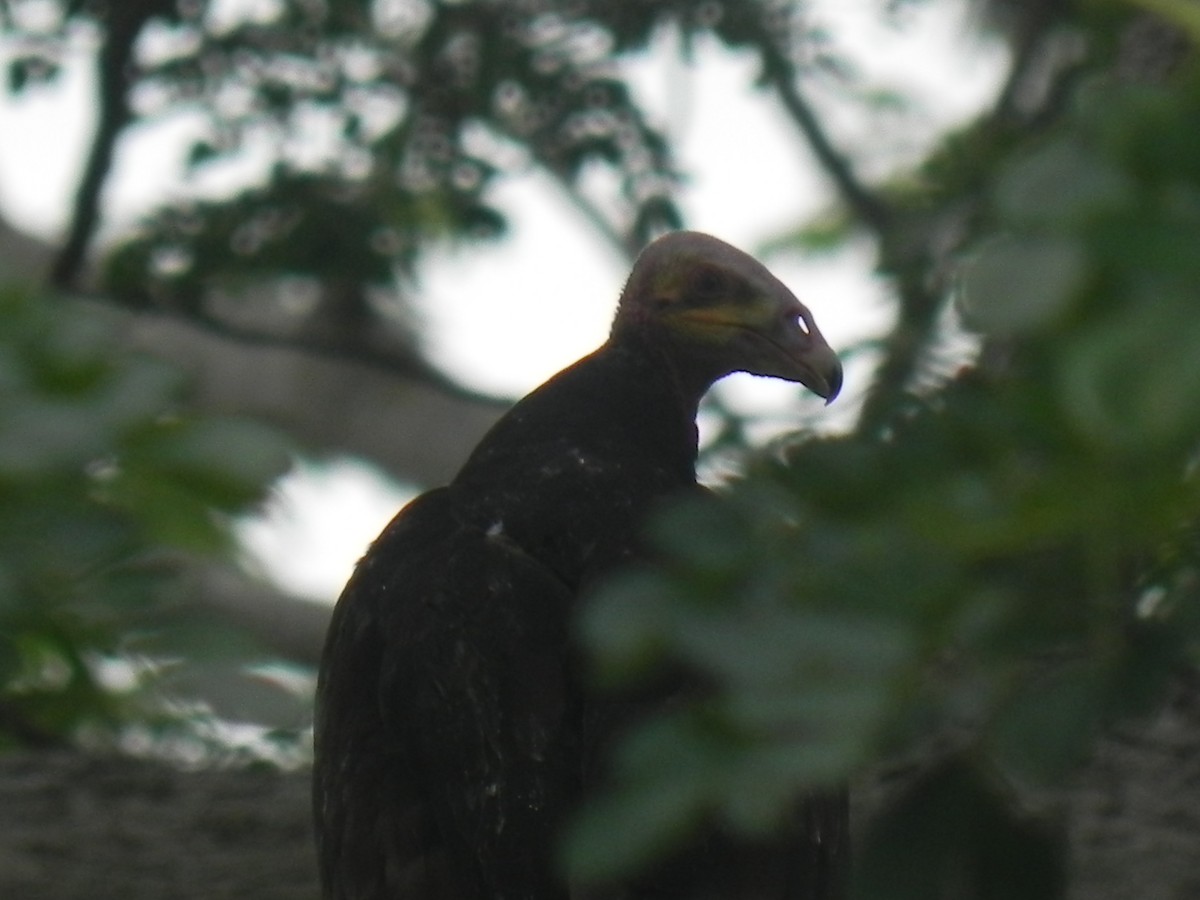 Lesser Yellow-headed Vulture - ML619556742