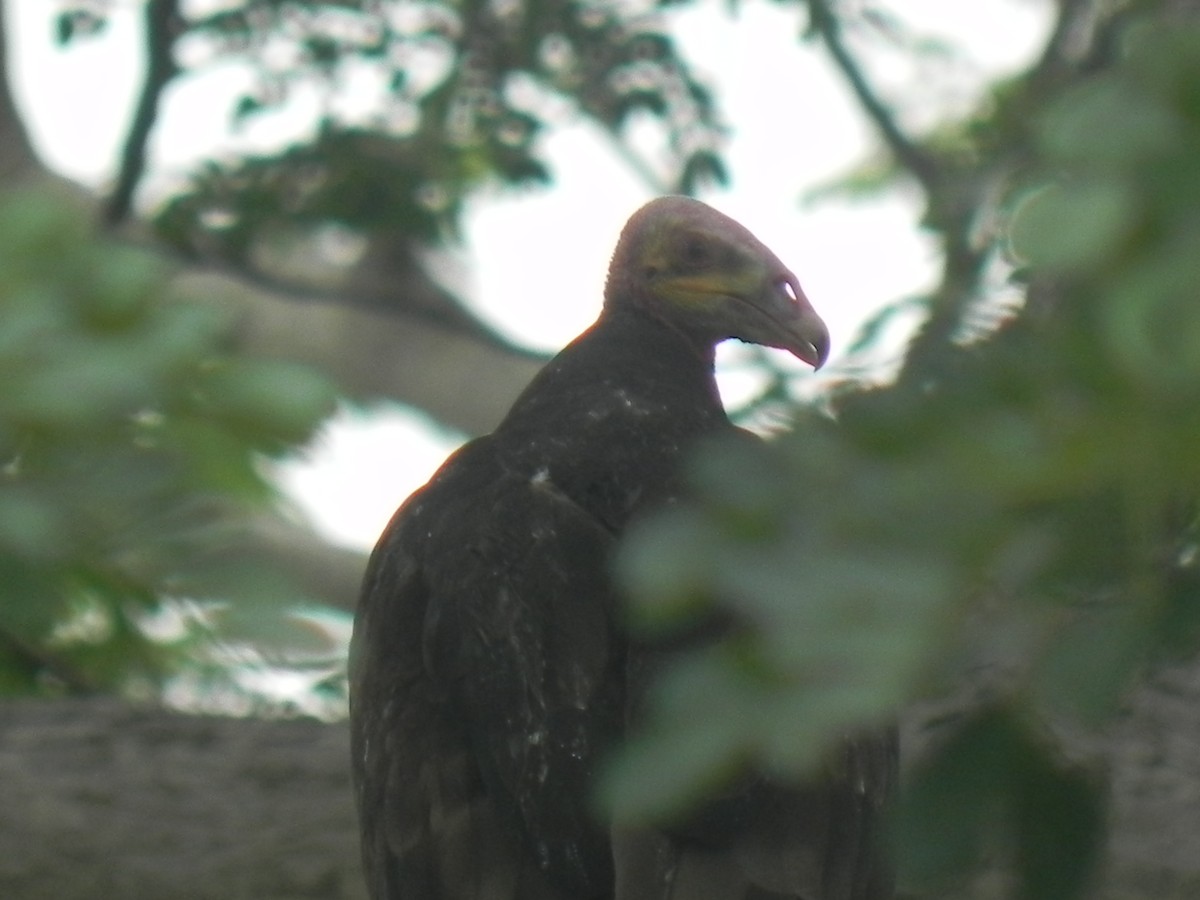 Lesser Yellow-headed Vulture - ML619556743