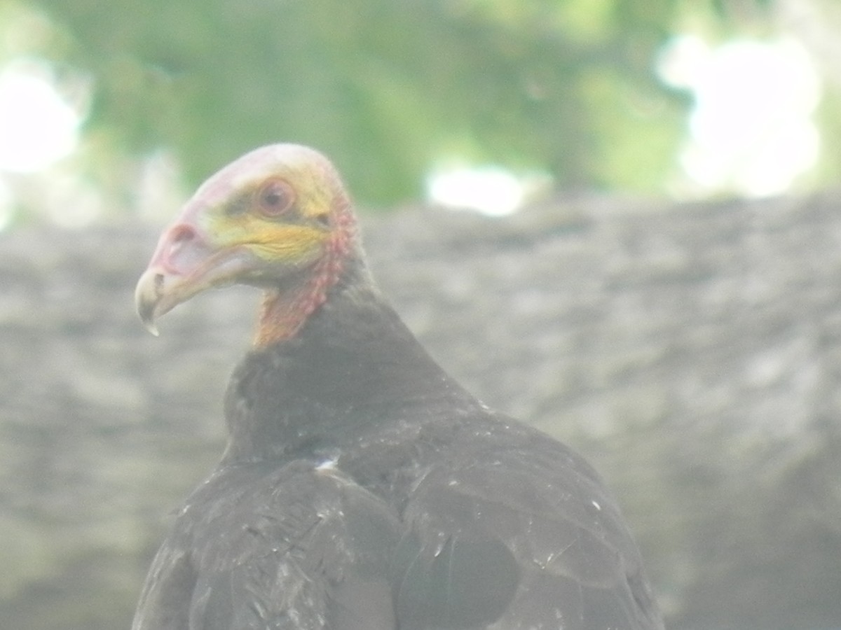 Lesser Yellow-headed Vulture - ML619556744
