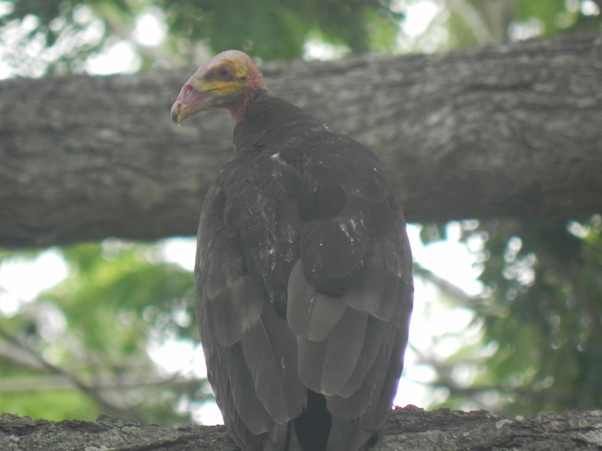 Lesser Yellow-headed Vulture - ML619556745