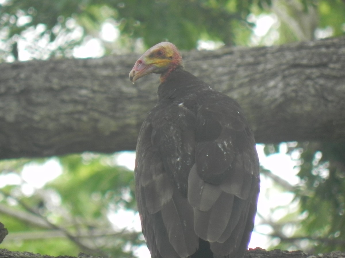 Lesser Yellow-headed Vulture - ML619556746