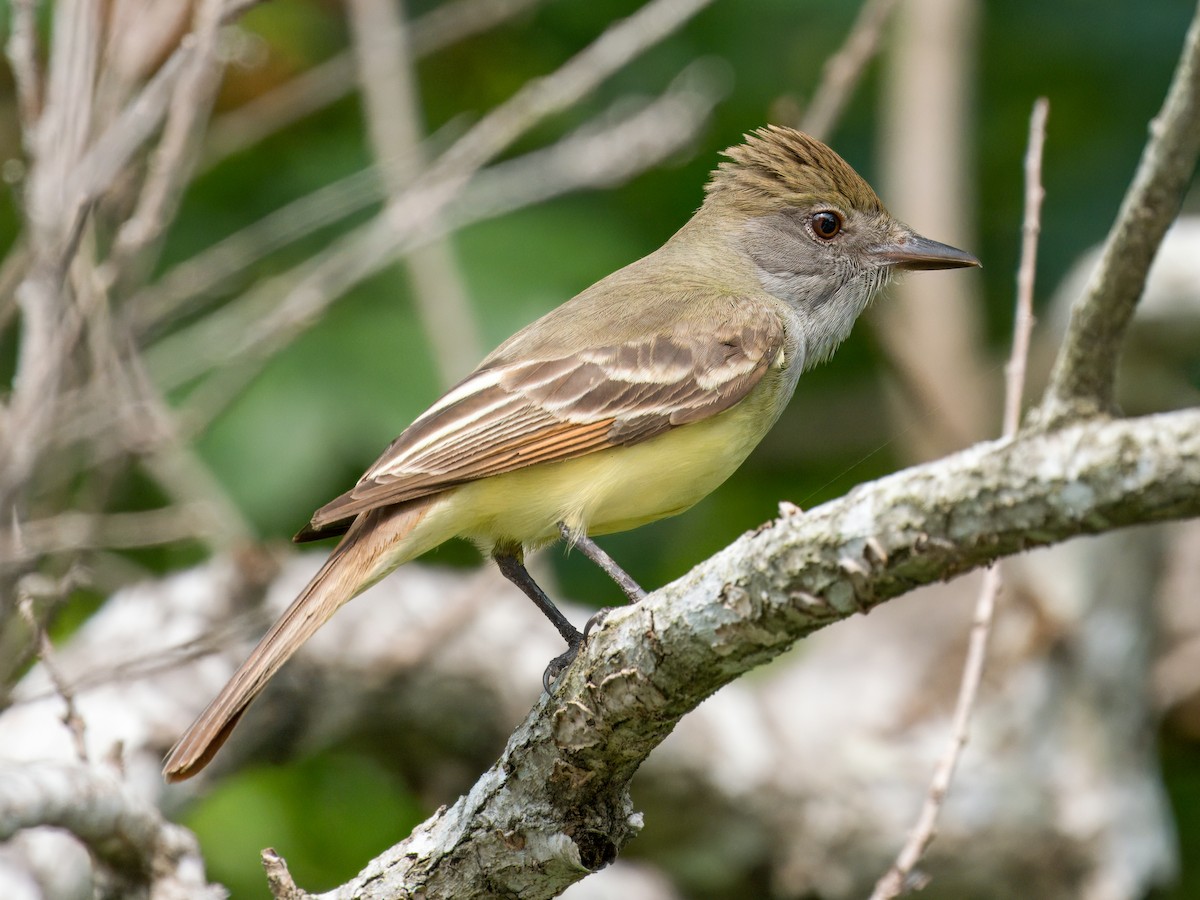 Great Crested Flycatcher - ML619556788