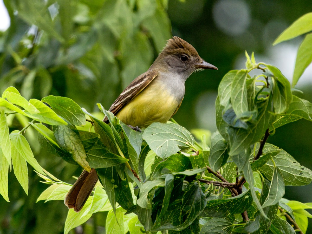 Great Crested Flycatcher - ML619556789