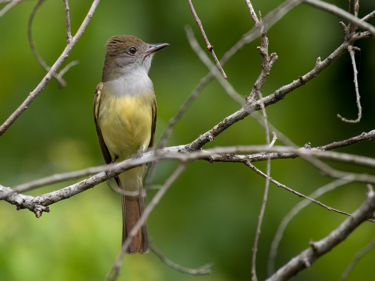 Great Crested Flycatcher - ML619556791