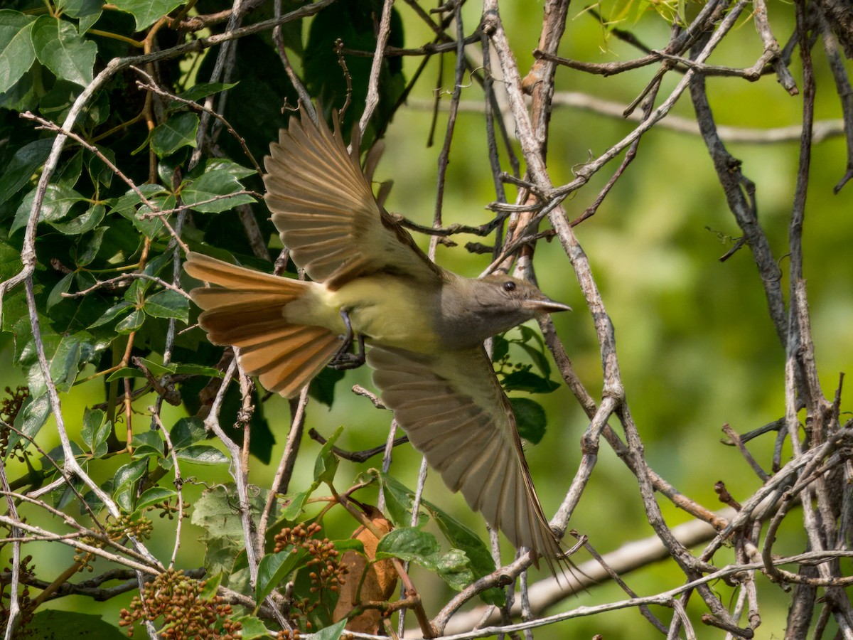 Great Crested Flycatcher - ML619556792