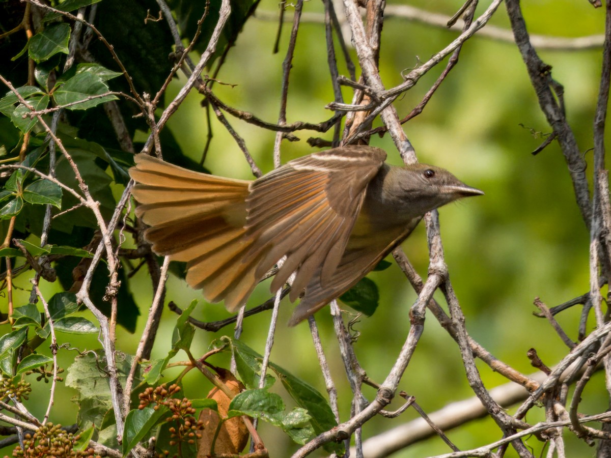 Great Crested Flycatcher - ML619556793