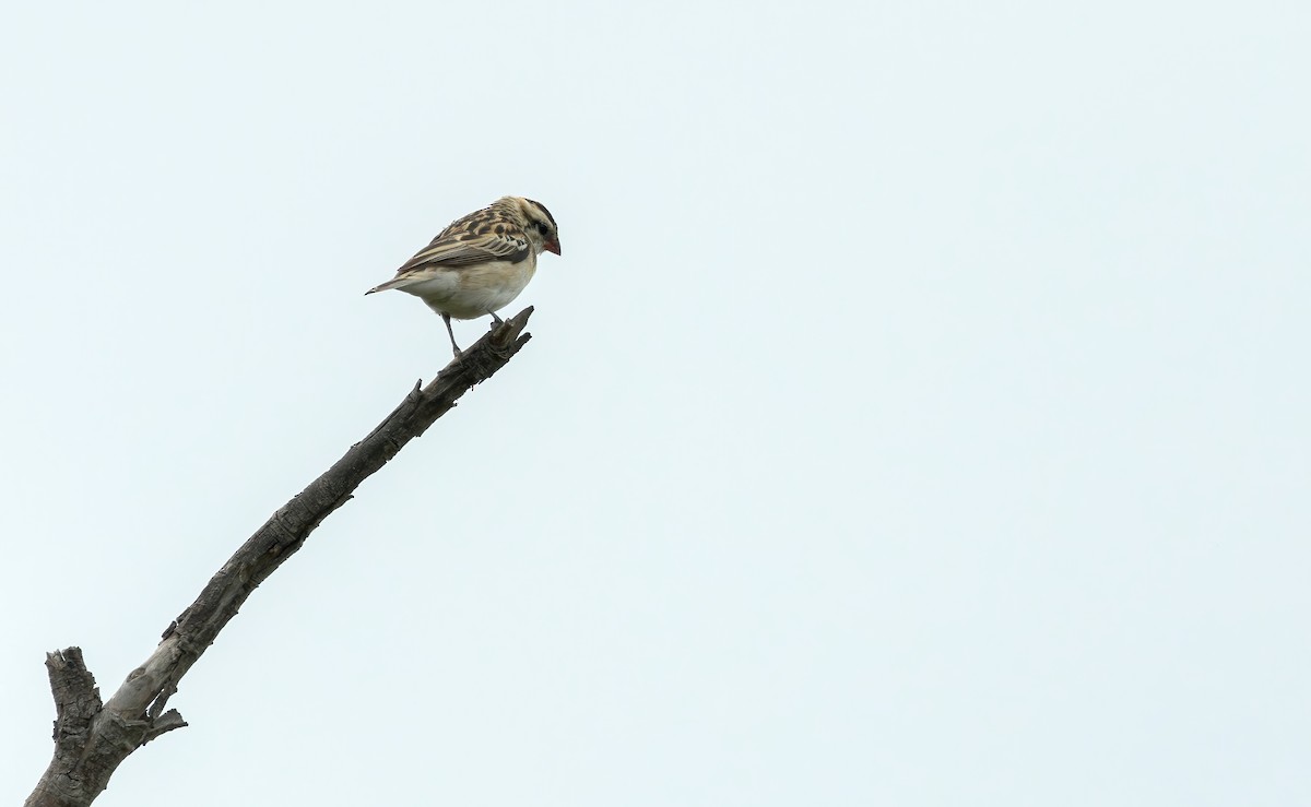 Pin-tailed Whydah - ML619556797