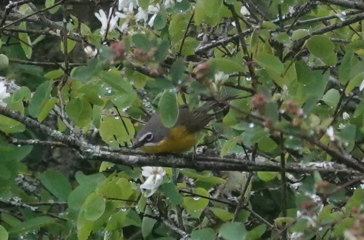 Yellow-breasted Chat - ML619556819