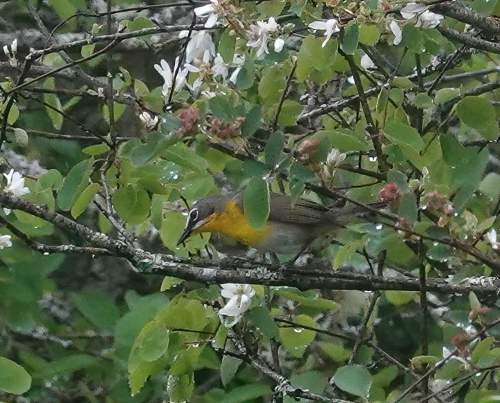 Yellow-breasted Chat - ML619556820