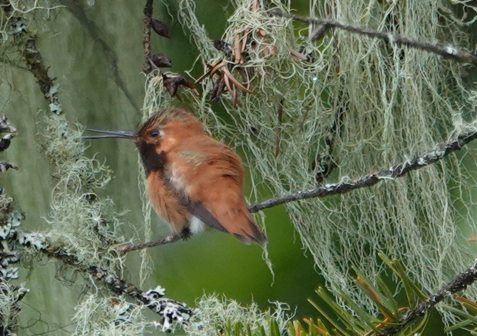 Rufous Hummingbird - ML619556836