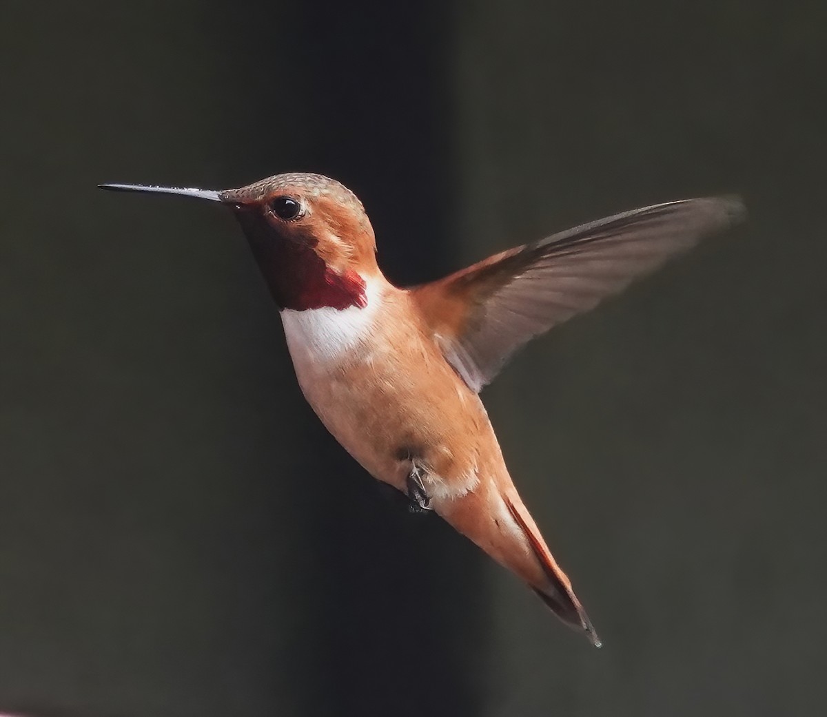 Rufous Hummingbird - ML619556839