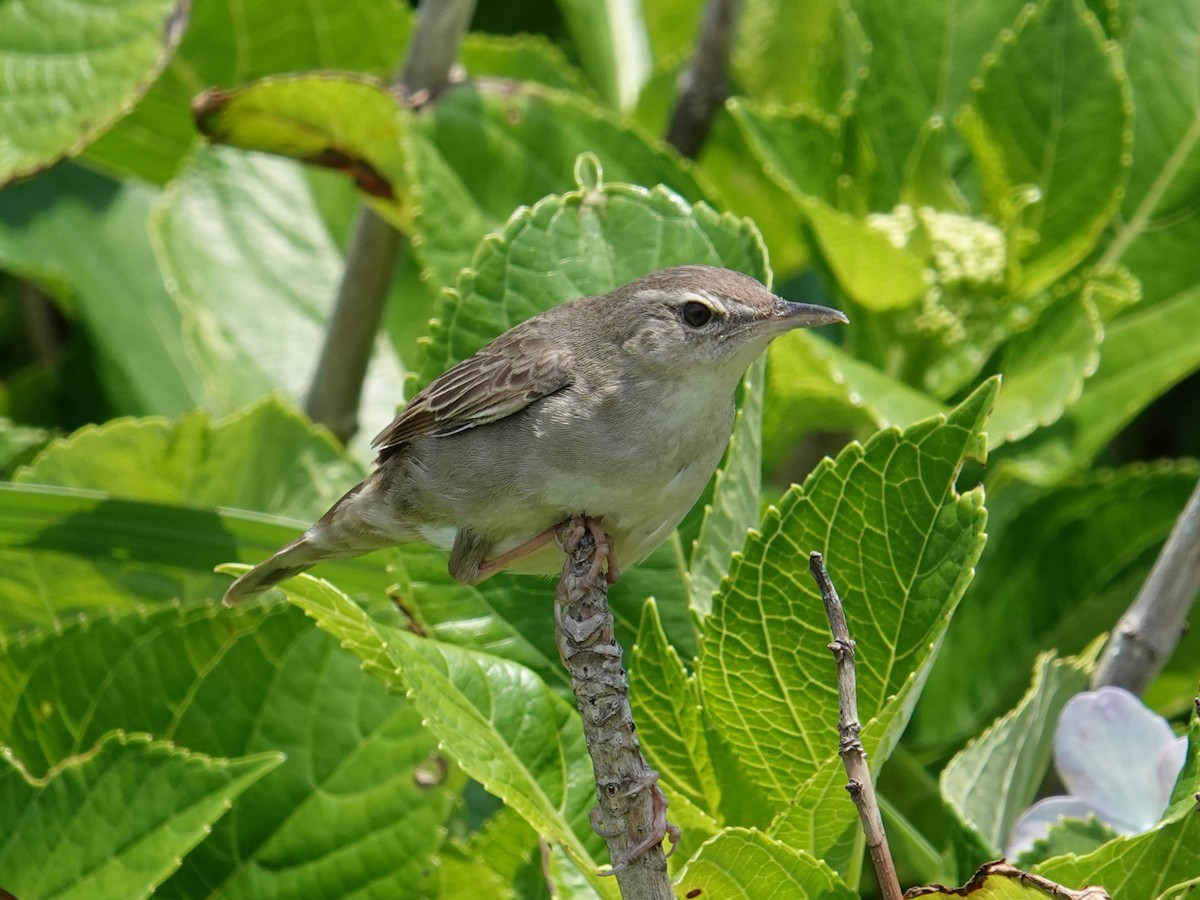 ML619556864 Pleske's Warbler Macaulay Library