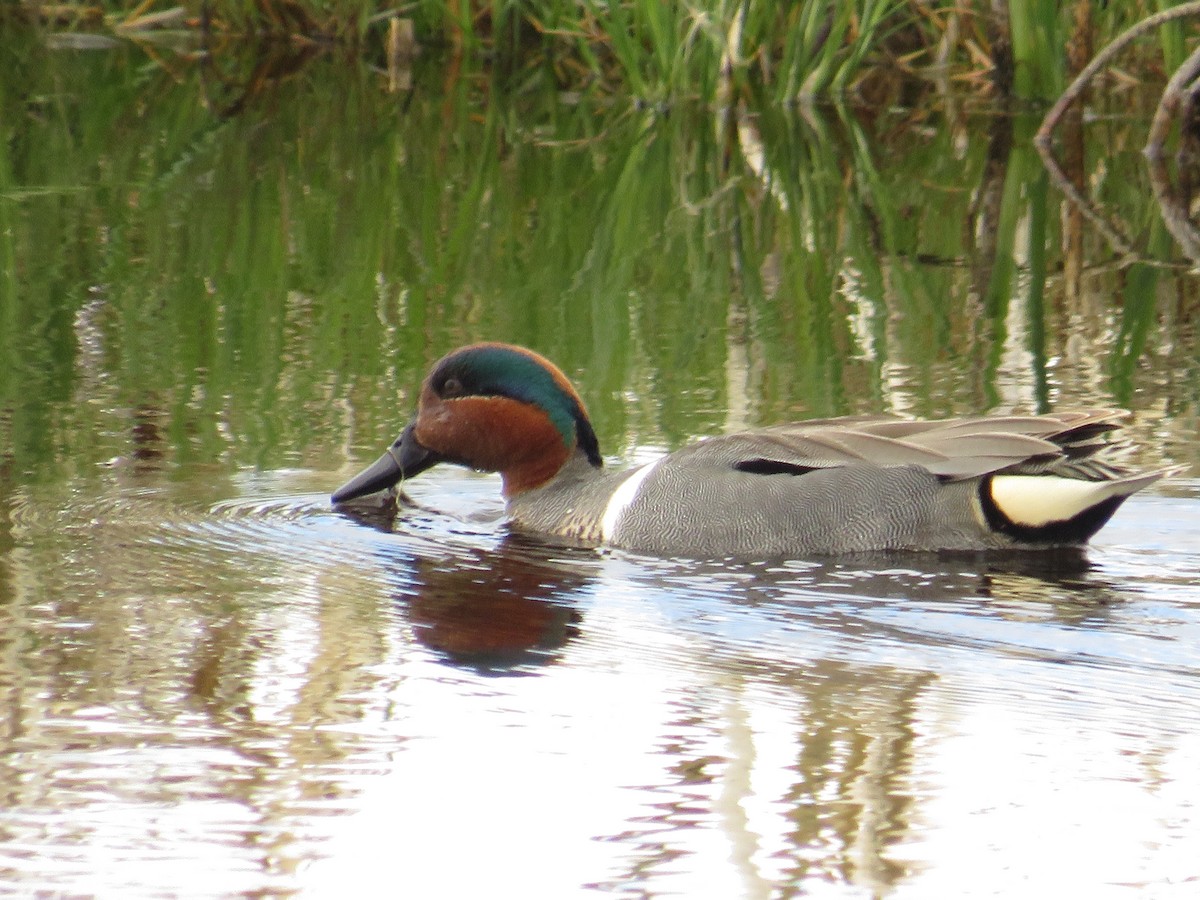 Green-winged Teal - ML619556899