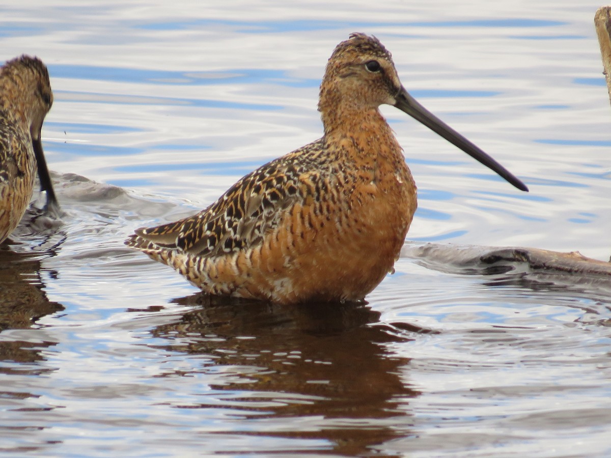 Long-billed Dowitcher - ML619556911