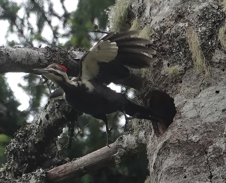 Pileated Woodpecker - ML619556961