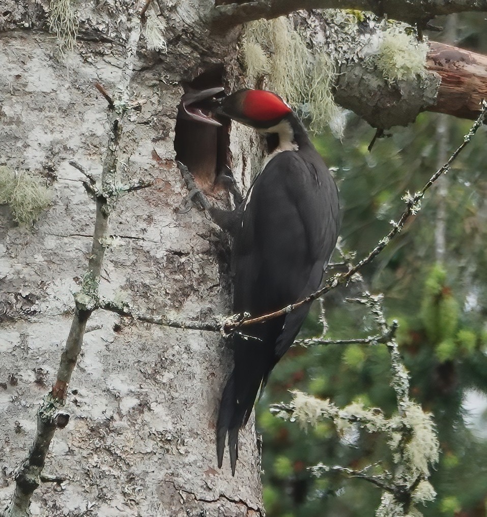 Pileated Woodpecker - ML619556964