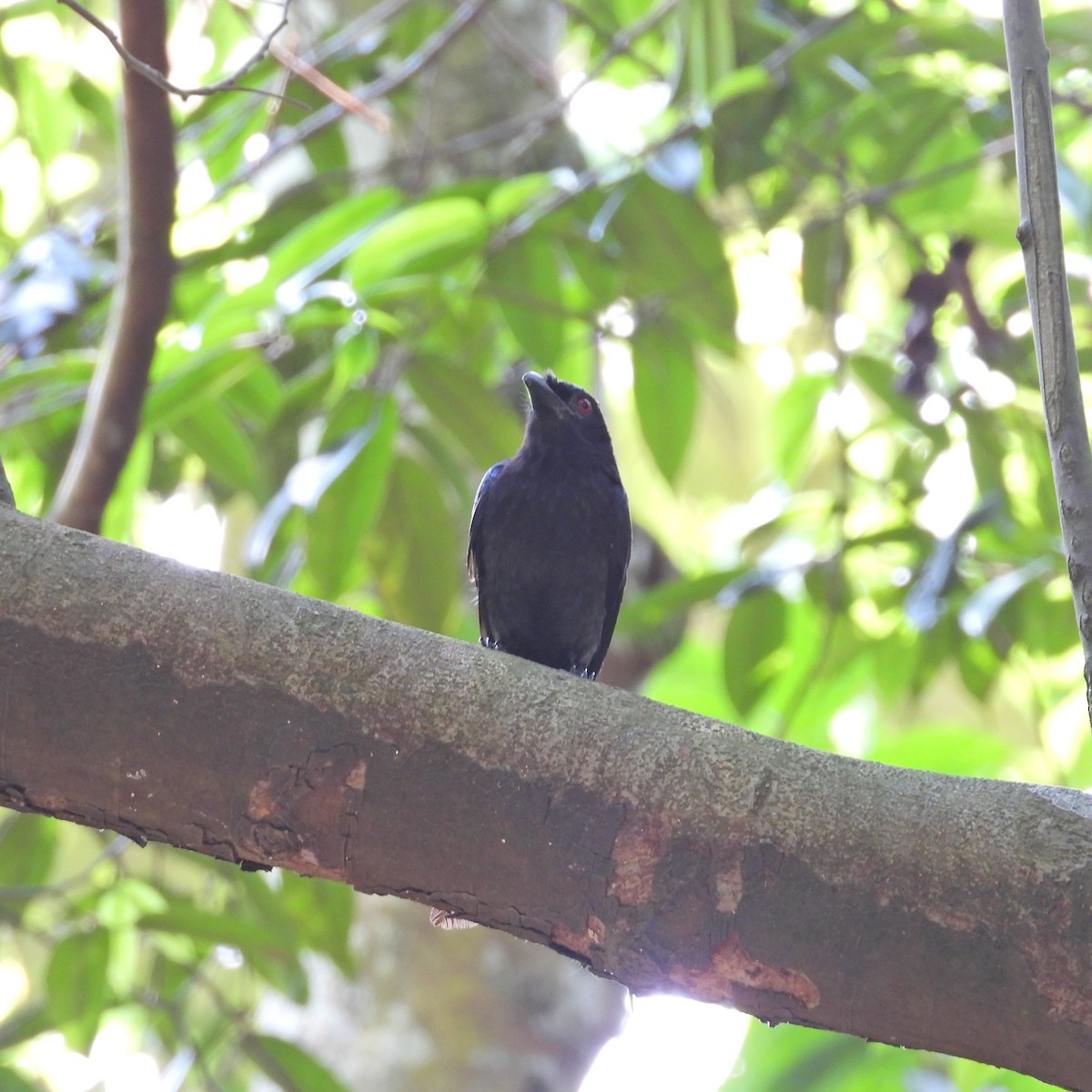 Greater Racket-tailed Drongo - ML619556967