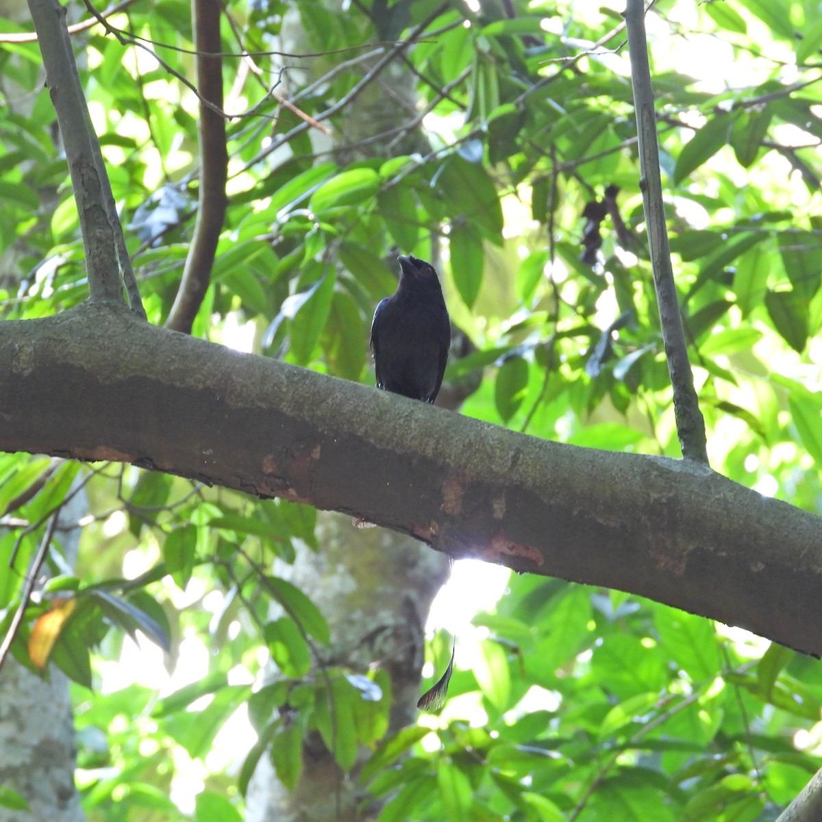 Greater Racket-tailed Drongo - ML619556968