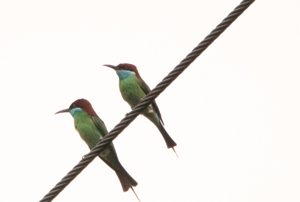 Blue-throated Bee-eater - ML619556975