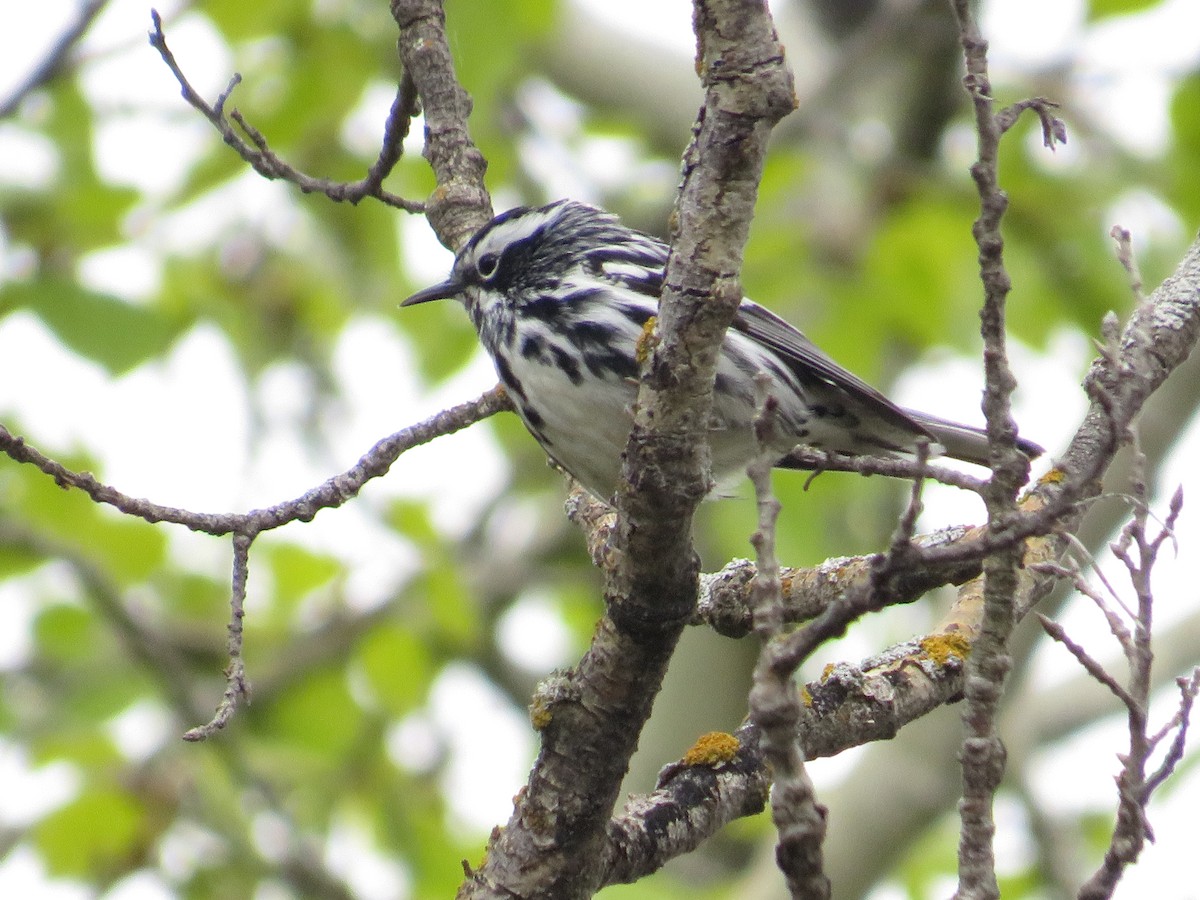Black-and-white Warbler - ML619557005