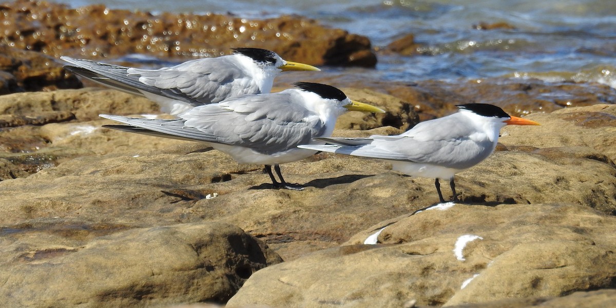 Great Crested Tern - ML619557008