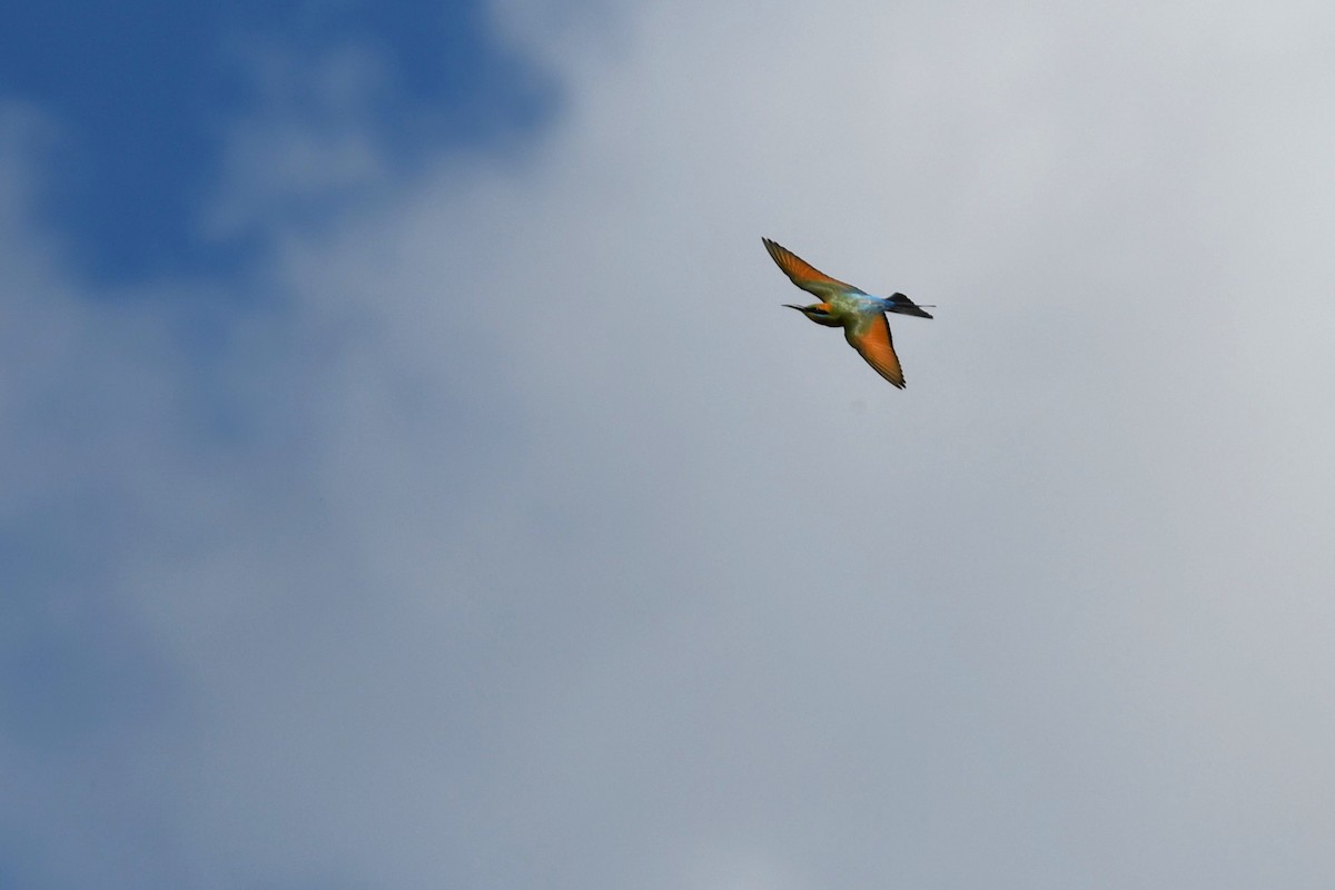 Rainbow Bee-eater - ML619557029