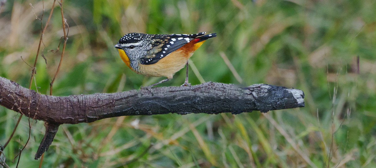 Spotted Pardalote - ML619557050