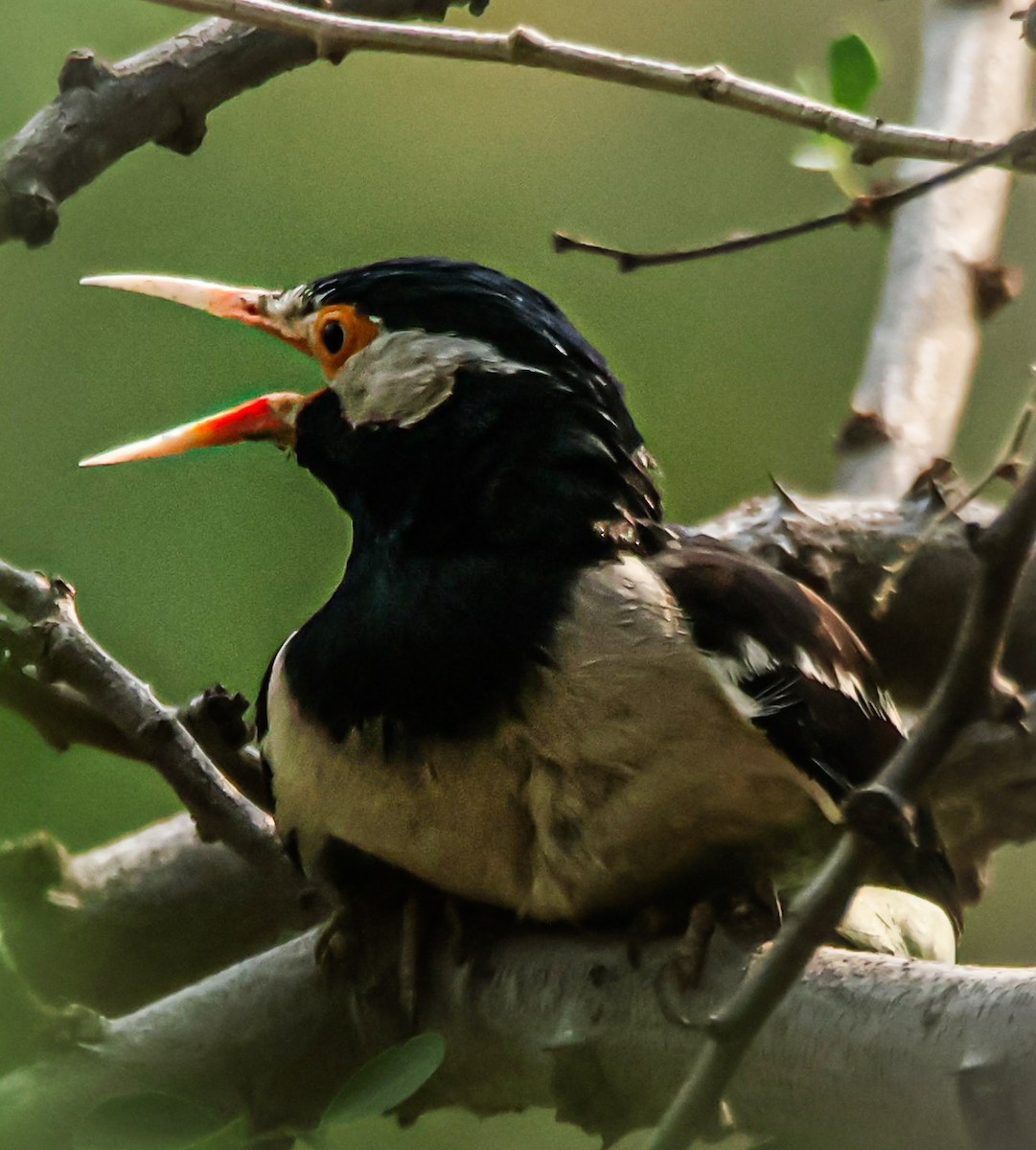 Indian Pied Starling - ML619557054