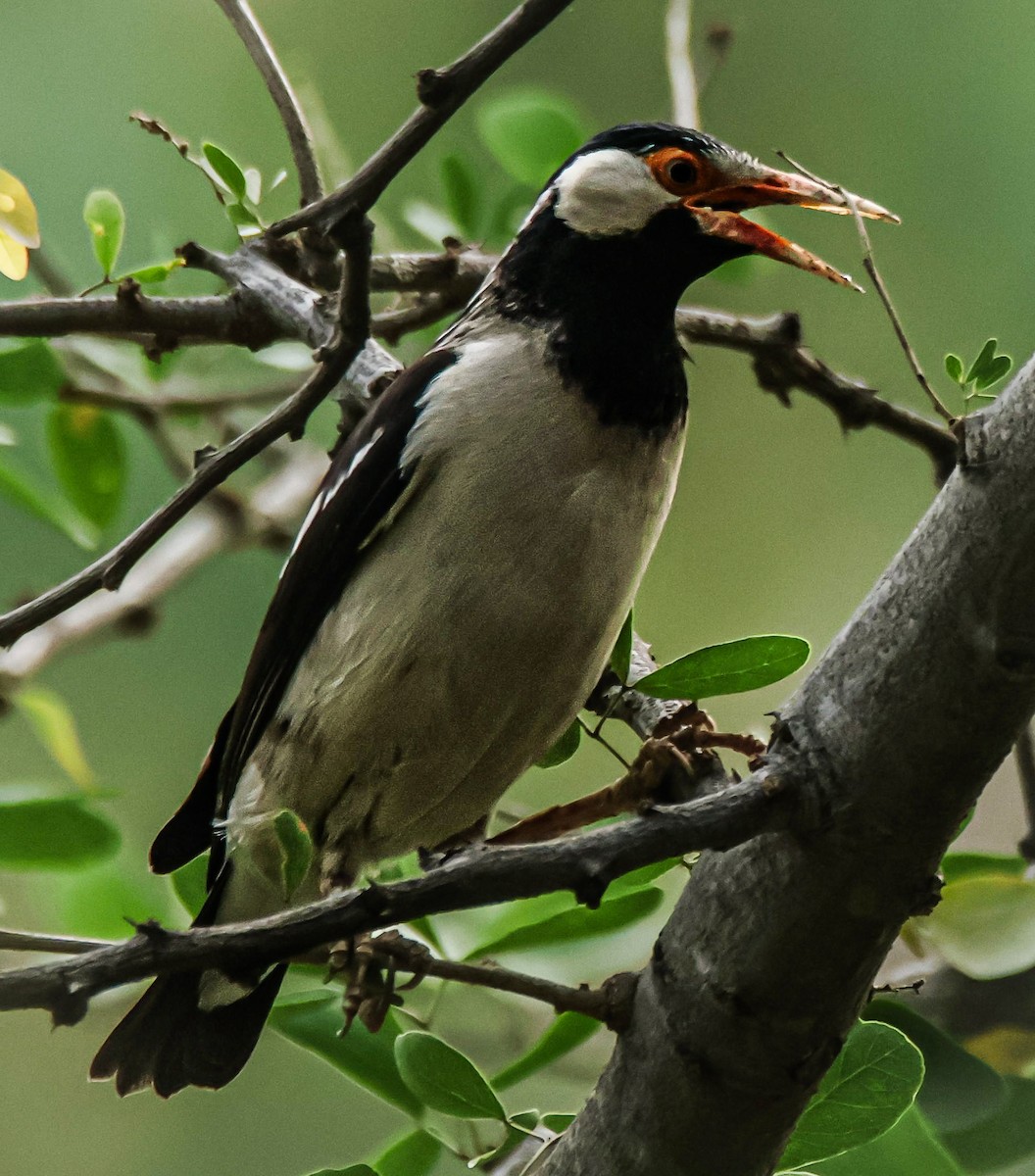 Indian Pied Starling - ML619557055
