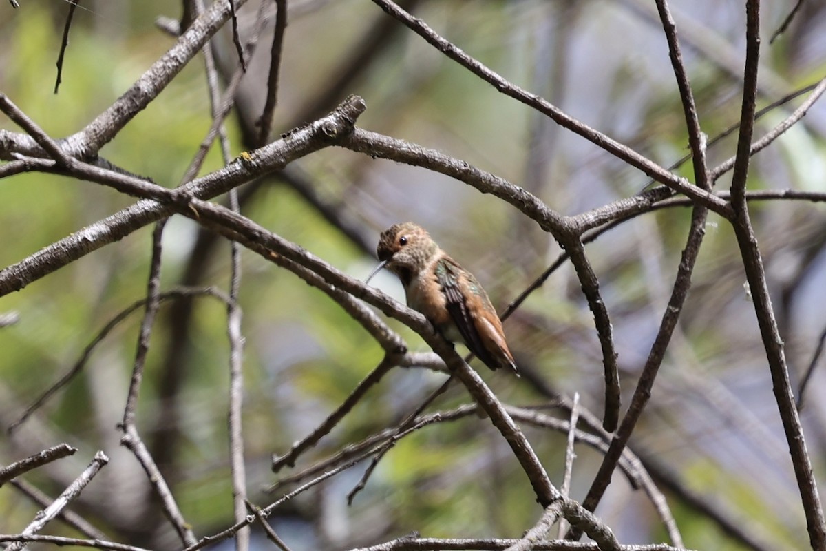 Allen's Hummingbird - ML619557060
