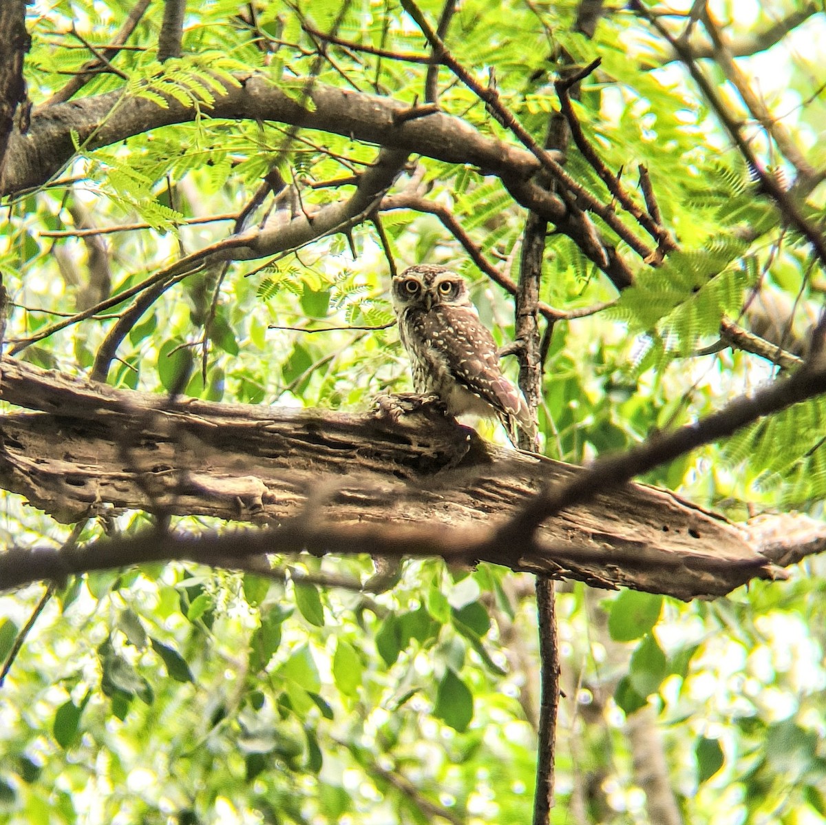 Spotted Owlet - ML619557097