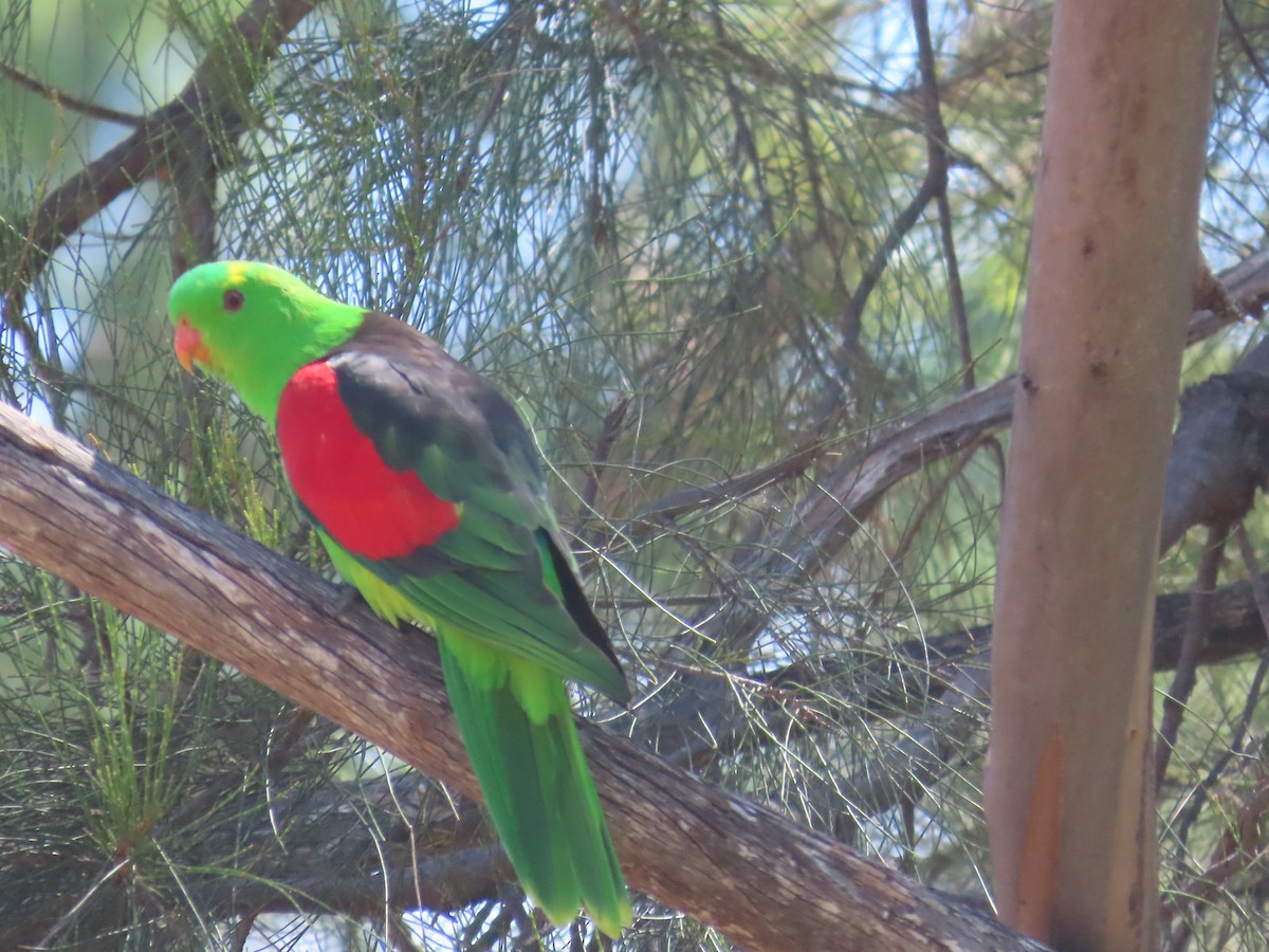 Red-winged Parrot - ML619557103
