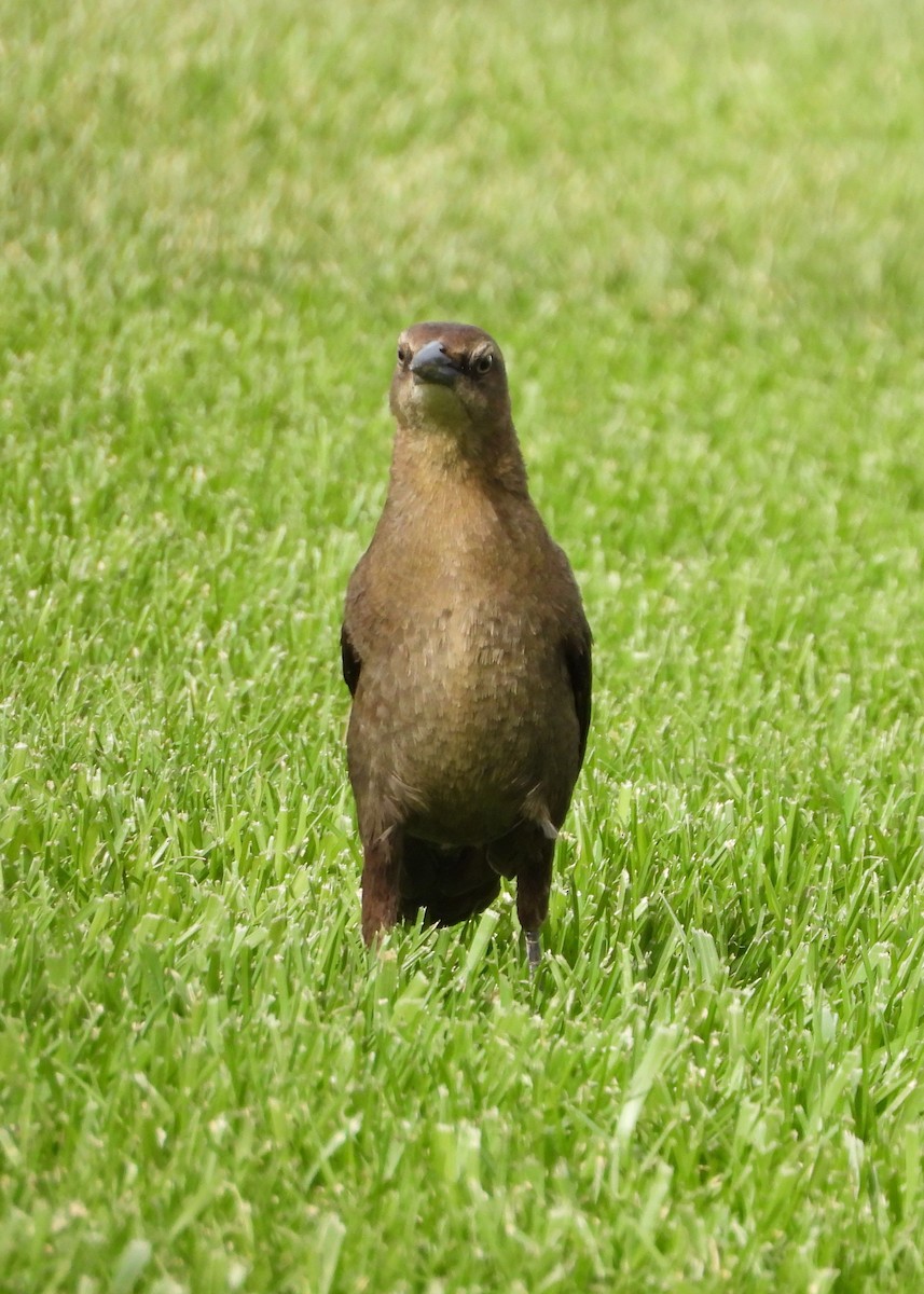 Great-tailed Grackle - ML619557120
